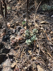 Odontarrhena obovata