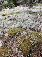 Cladonia rangiferina