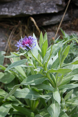 Centaurea triumfettii