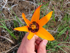 Pauridia canaliculata