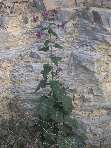 Saussurea ussuriensis iNat (3)