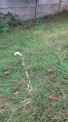 Agrostis stolonifera