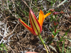 Pauridia canaliculata