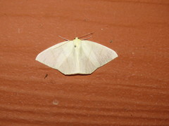 Ourapteryx incaudata