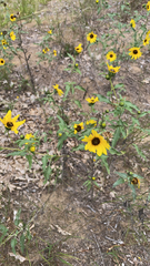 Helianthus petiolaris