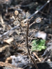 Odontarrhena obovata