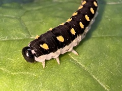 Tenthredo mandibularis