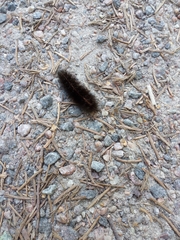 Spilosoma lubricipeda