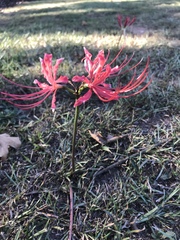 Lycoris radiata