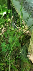 Equisetum