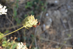 Graphosoma italicum italicum
