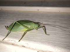 Tettigonioidea