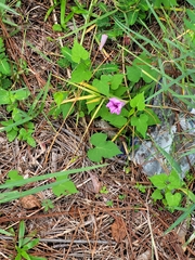 Ipomoea cordatotriloba