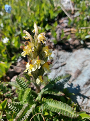 Pedicularis oederi