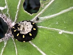 Tenthredo mandibularis