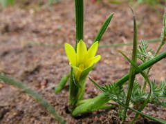 Romulea flava