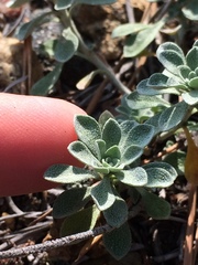 Odontarrhena obovata