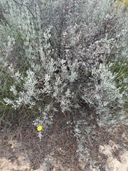 Cistus halimifolius