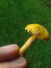 Suillus americanus