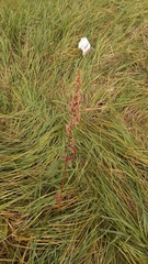 Rumex conglomeratus