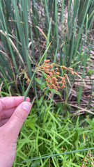 Schoenoplectus tabernaemontani