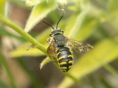 Anthidium oblongatum