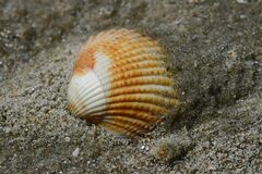Cerastoderma edule