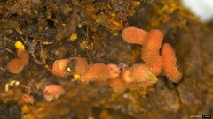 Arcyria denudata
