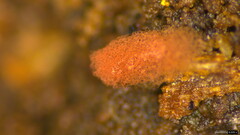 Arcyria denudata