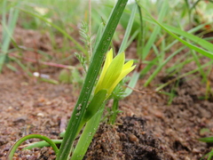 Romulea flava