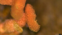 Arcyria denudata