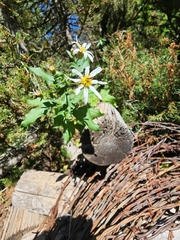 Eucephalus engelmannii