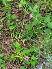 Ipomoea cordatotriloba
