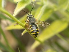 Anthidium oblongatum