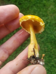 Suillus americanus