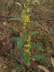 Solidago virgaurea