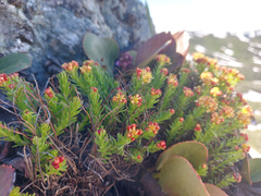 Rhodiola