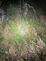 Bungarus multicinctus