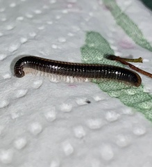 Ommatoiulus sabulosus