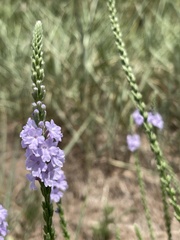 Verbena xutha