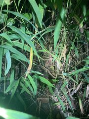 Trimeresurus albolabris