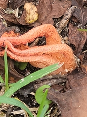 Pseudocolus fusiformis