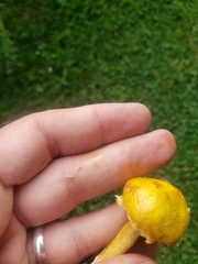 Suillus americanus