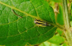 Evacanthus interruptus