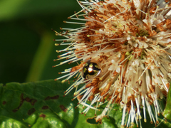 Deloyala guttata
