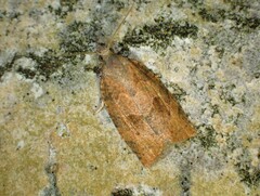 Pandemis canadana