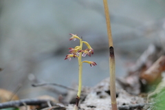 Corallorhiza maculata maculata