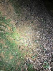 Bungarus multicinctus