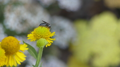 Coelioxys