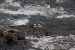 Histrionicus histrionicus